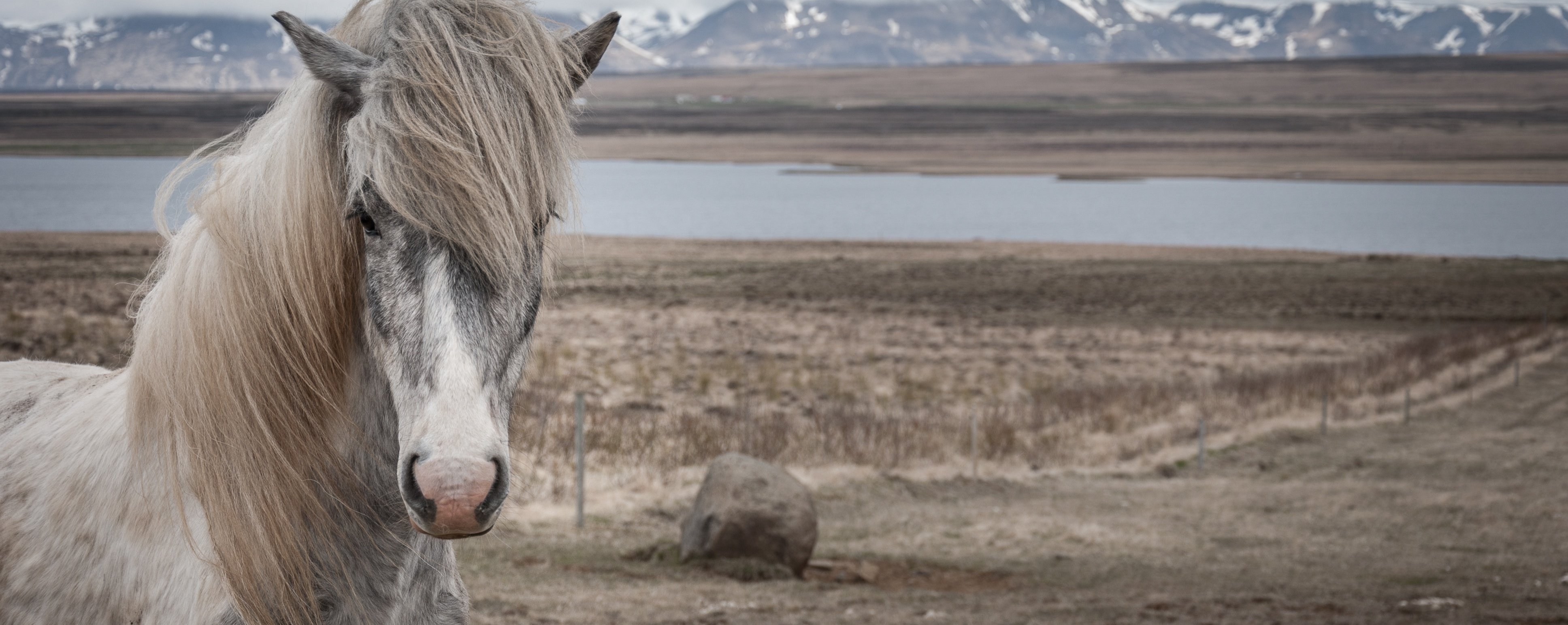 My horse has a dull coat since the stomach ulcer. What can I do?